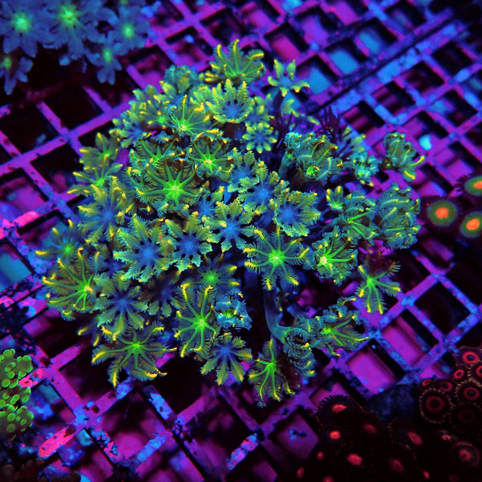 Clove Polyps Mix Premium Colony