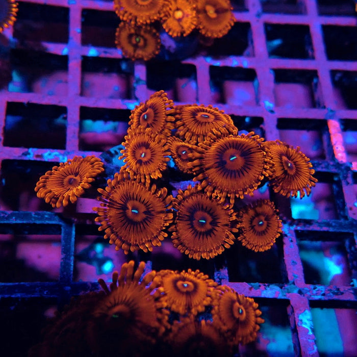 Ultra Zoas Frag