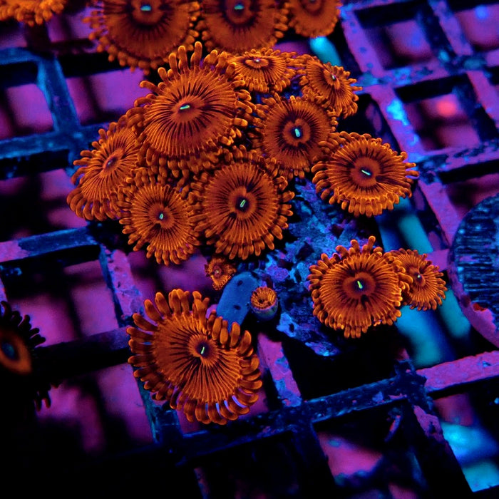Ultra Zoas Frag