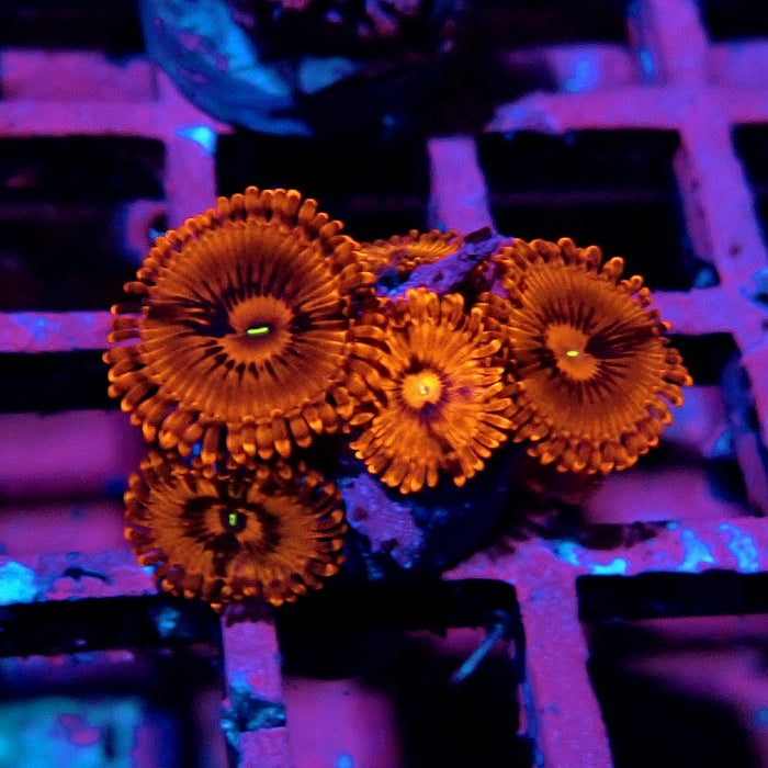 Ultra Zoas Frag