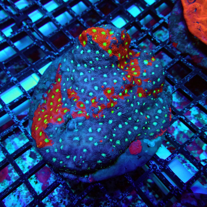 Favites Ultra Colony