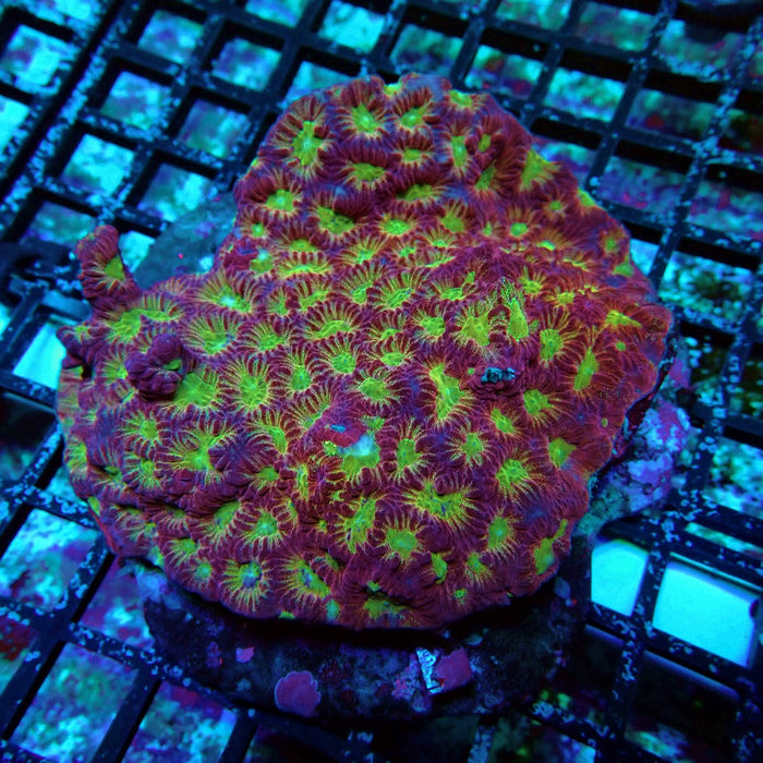 Favites Ultra Colony