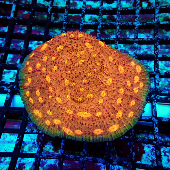 Chalice Frag
