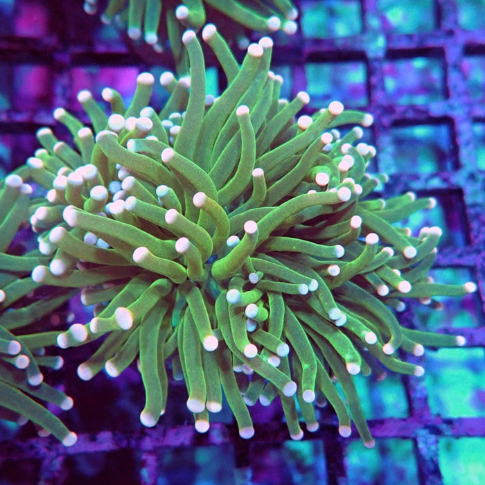 Pink Green Torch