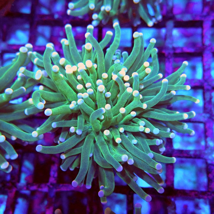 Pink Green Torch
