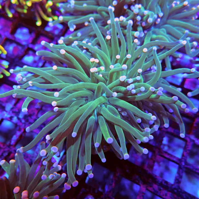 Pink Green Torch