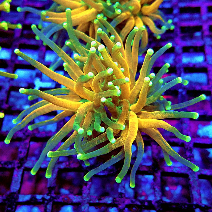 Super Ultra Tiger Torch Tricolor