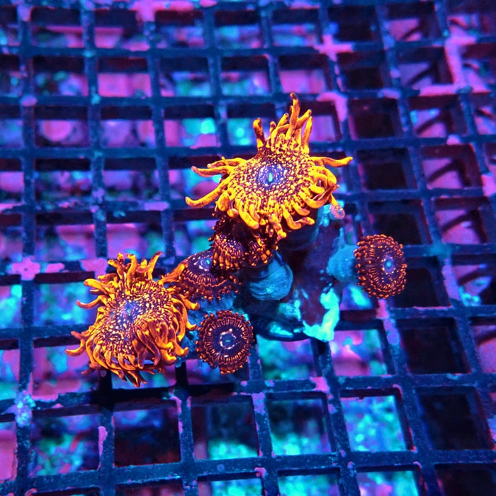 Gigant Utter Chaos Zoas (Polyp size up to 1.5 inches)
