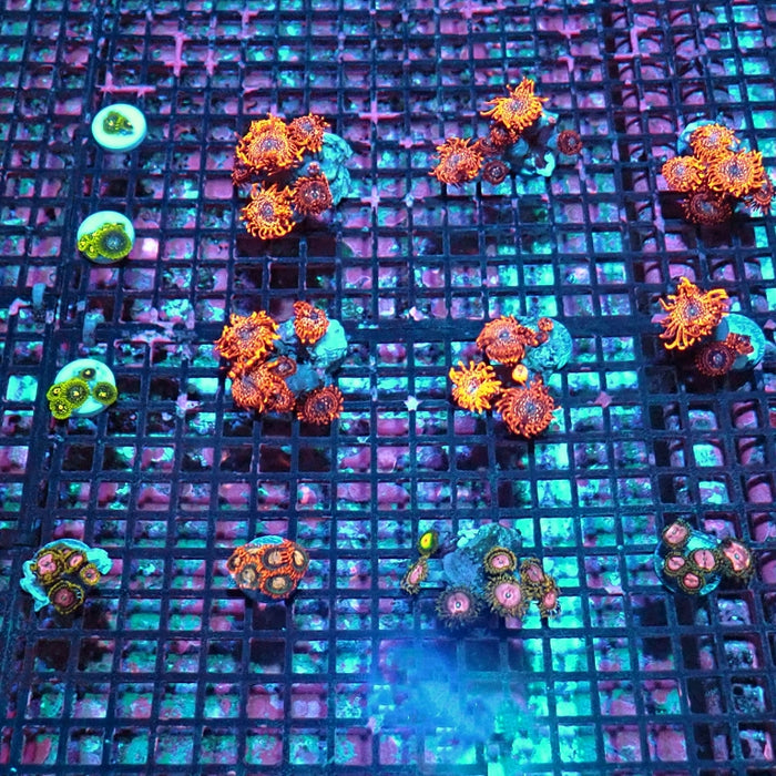 Gigant Utter Chaos Zoas (Polyp size up to 1.5 inches)