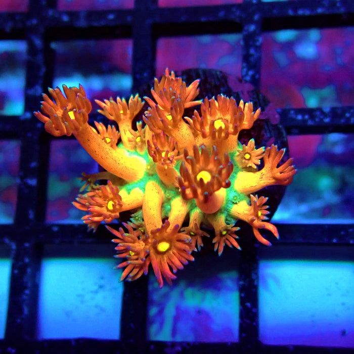 Unique Multicolor Goniopora Frag
