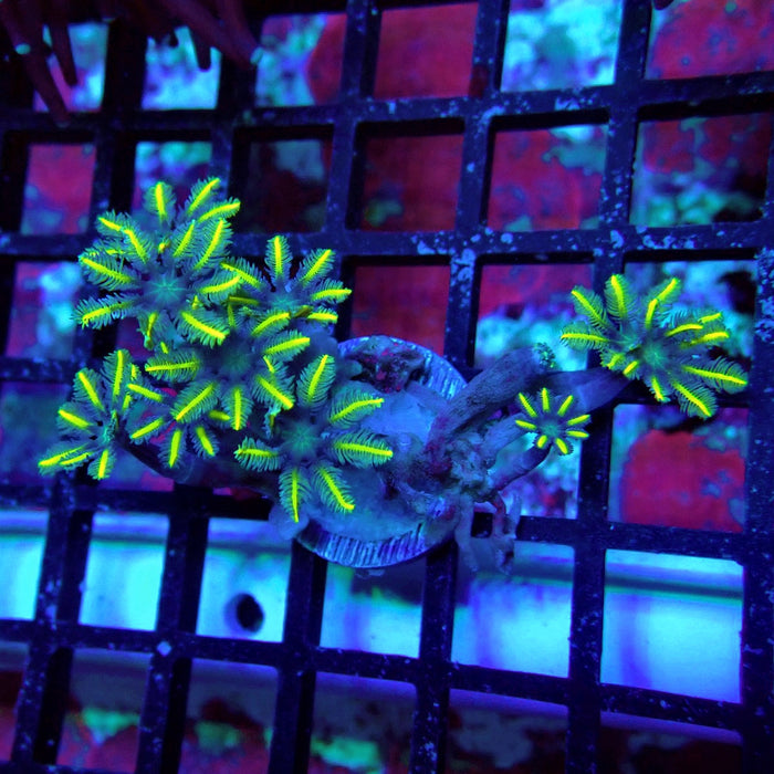 Clove Polyps Frag