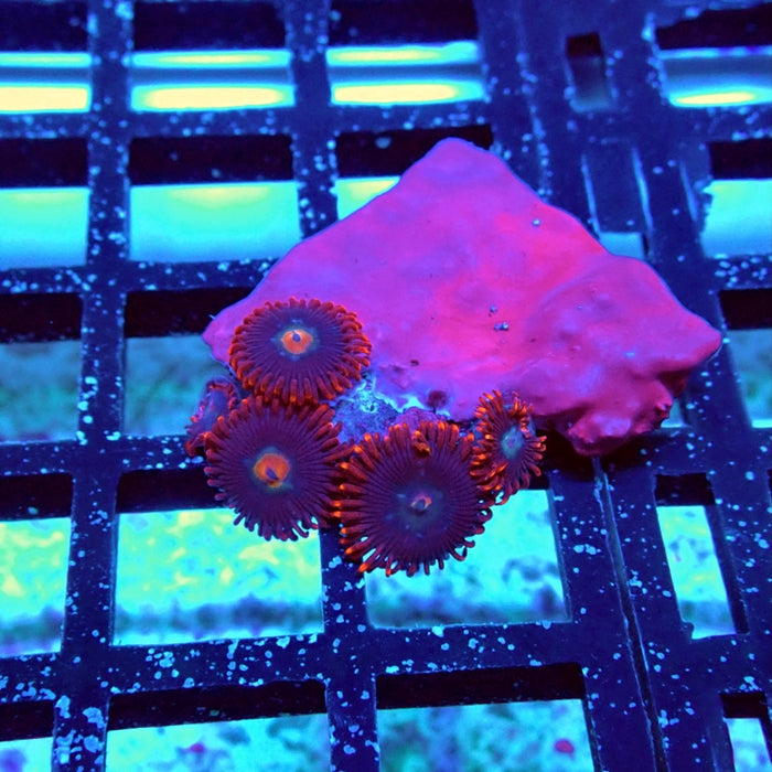 Zoas Frag