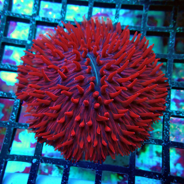 Plate Coral Fungia  Premium