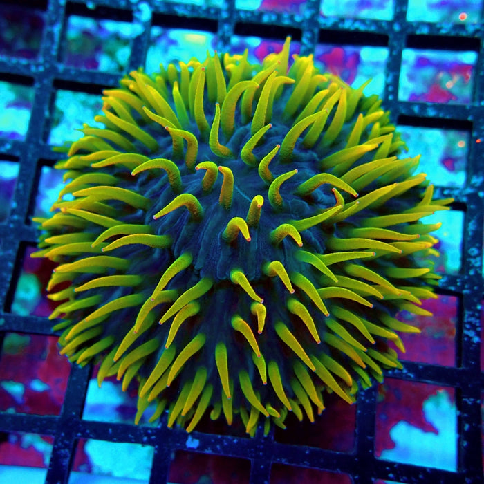 Plate Coral Fungia Rare Premium