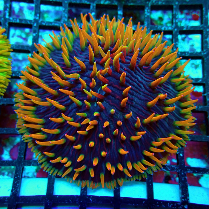 Plate Coral Fungia Rare Premium