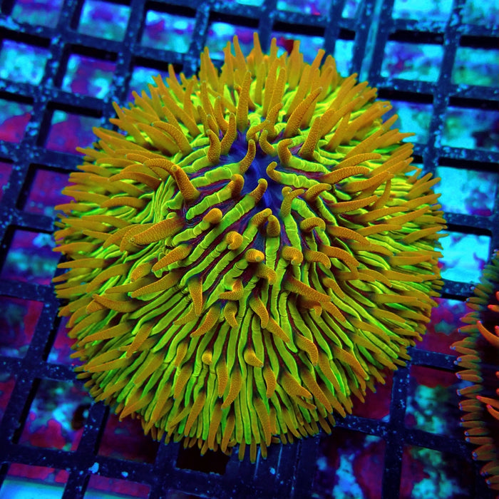 Plate Coral Fungia Rare Premium