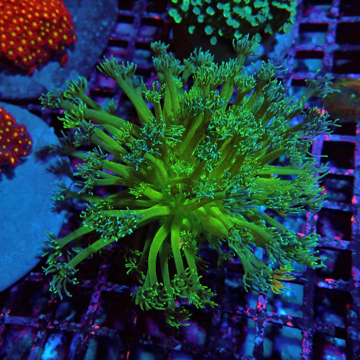 Goniopora Mini Colony