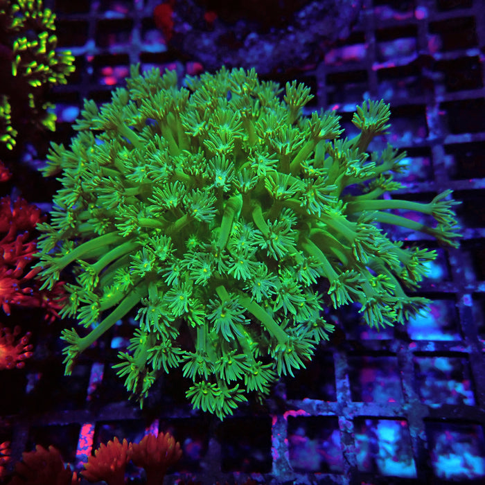 Goniopora Mini Colony