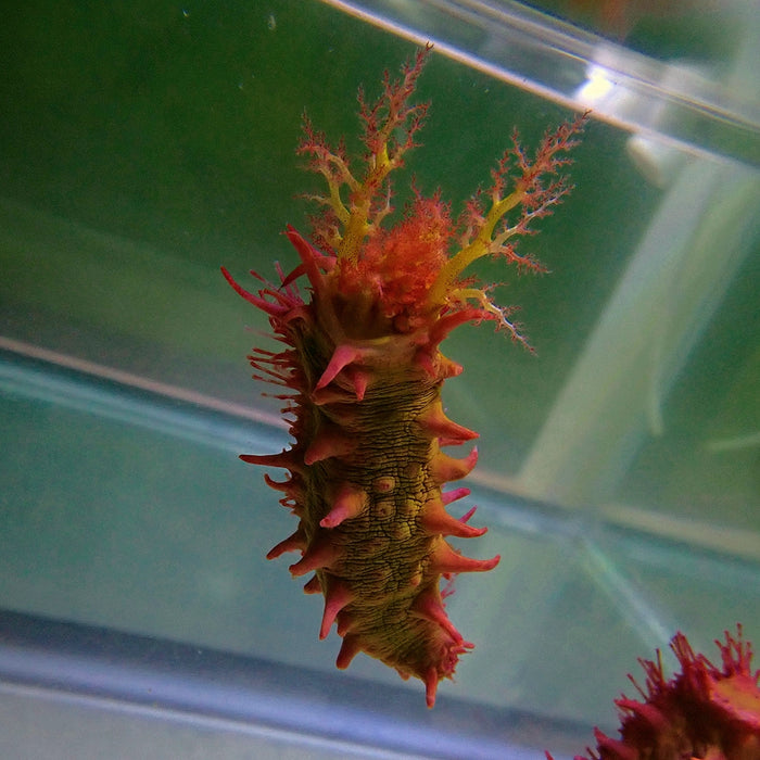 Candy Cucumbers (Colochirus Crassus)