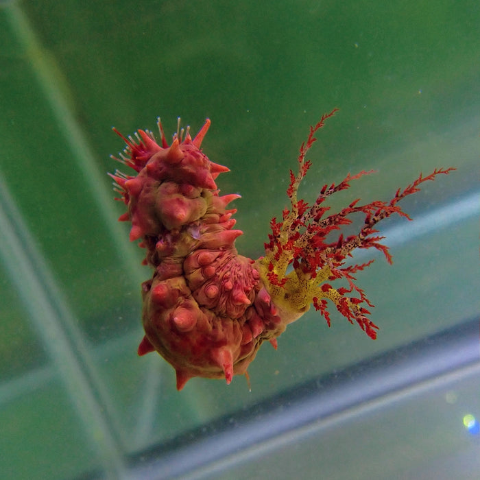 Candy Cucumbers (Colochirus Crassus)