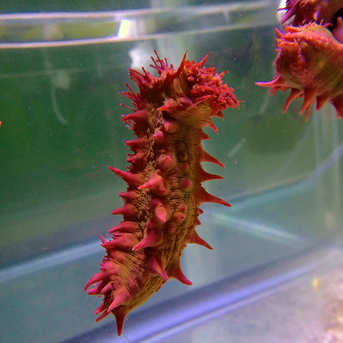 Candy Cucumbers (Colochirus Crassus)