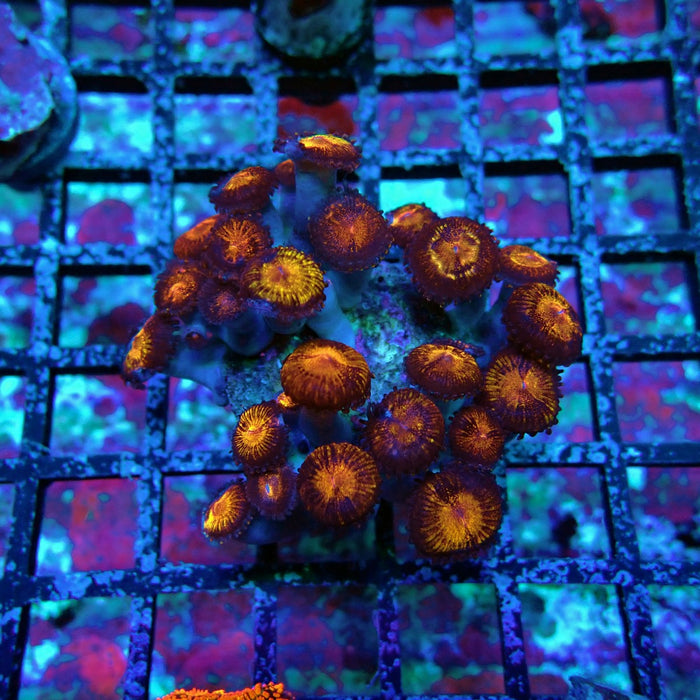 Ultra Zoas Frag
