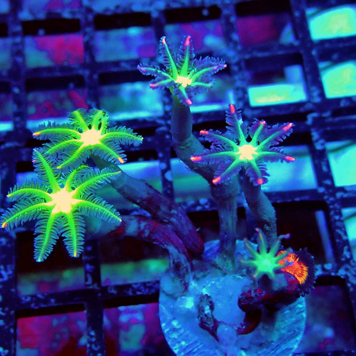 Clove Polyps Rainbow