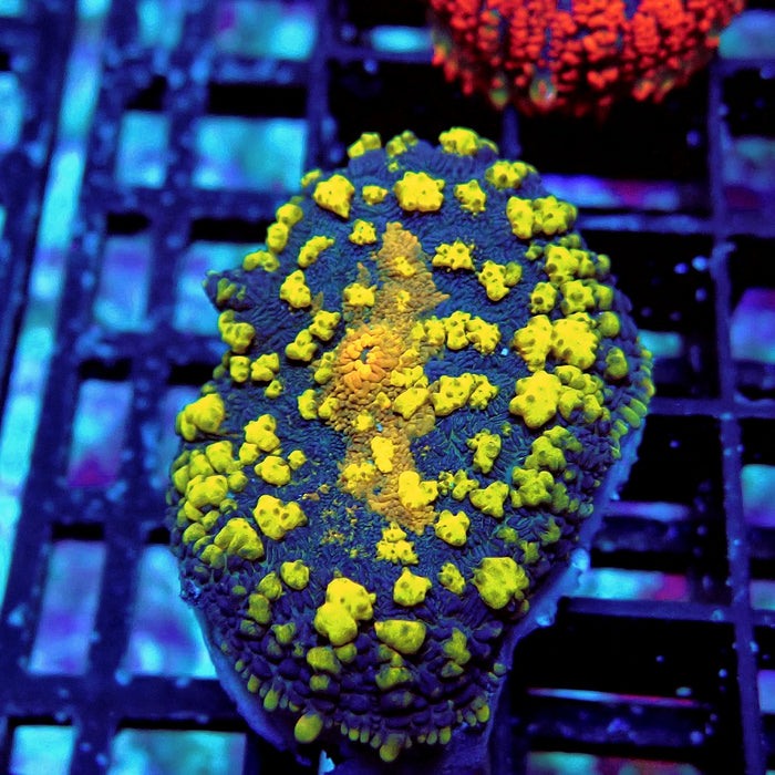 Super Black Yellow Rhodactis