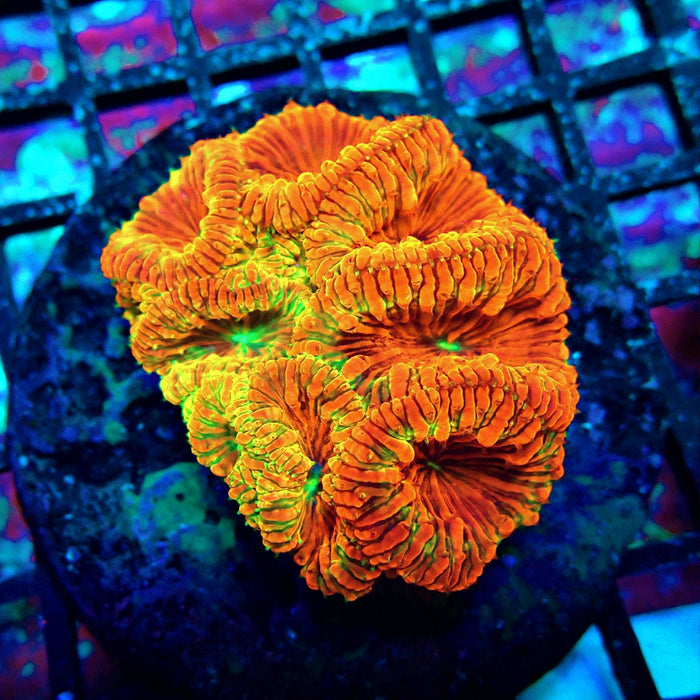 Blastomussa Premium Colony