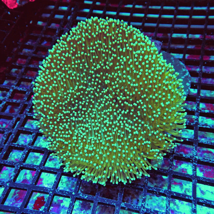Green Leather Coral