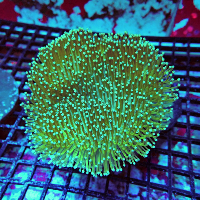 Green Leather Coral