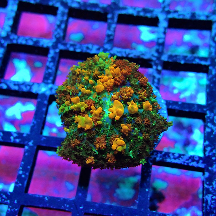 Gold Red Bounce Rhodactis