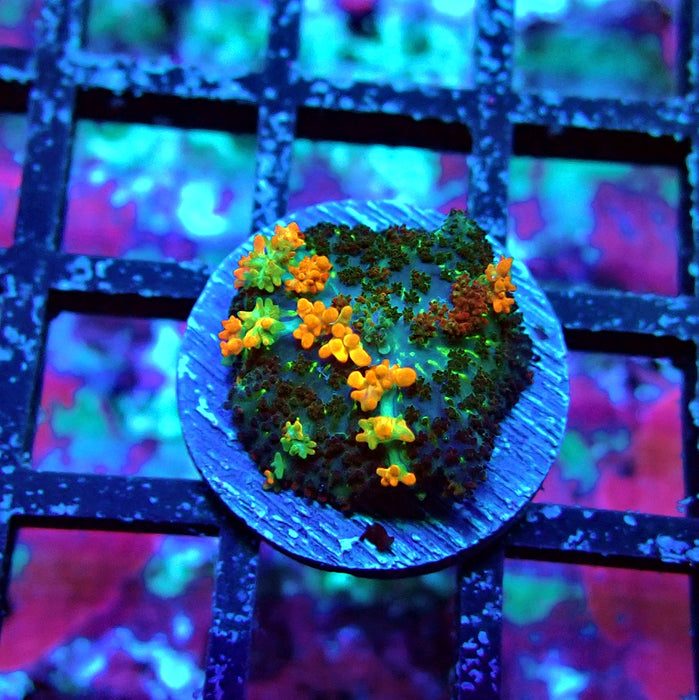 Gold Red Bounce Rhodactis