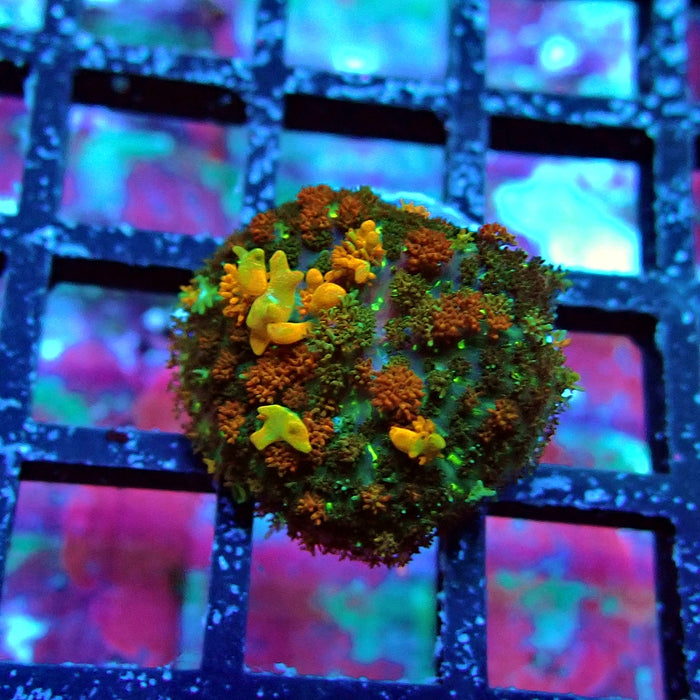 Gold Red Bounce Rhodactis