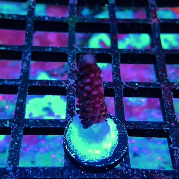 REX Rainbow Goblin Fire Acro