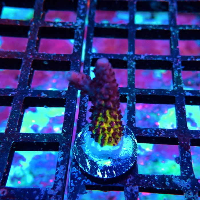 REX Rainbow Goblin Fire Acro