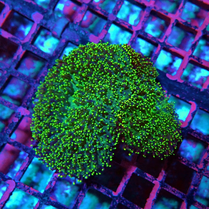 Green Fuzzy Rhodactis