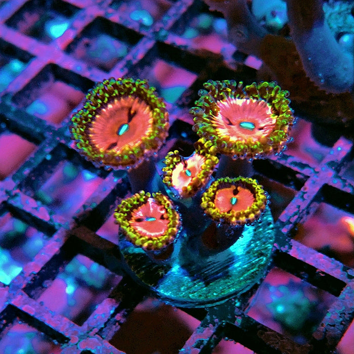 Pink Diamonds Zoas