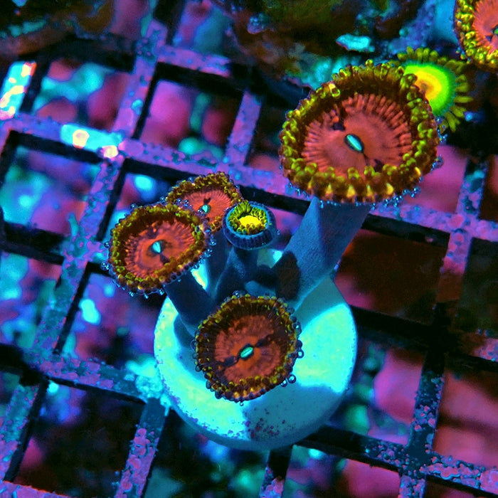 Pink Diamonds Zoas