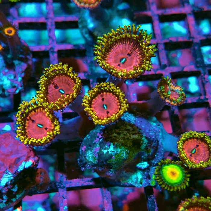 Pink Diamonds Zoas