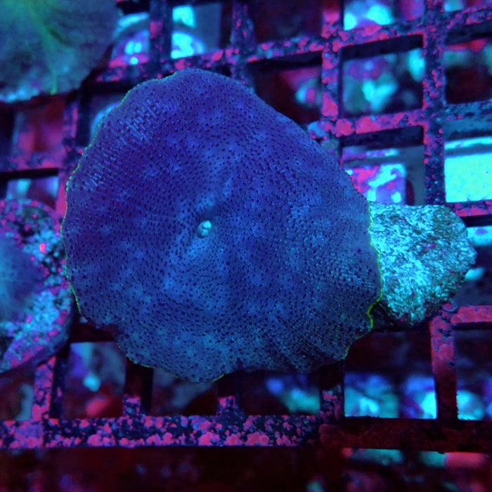 Blue Rhodactis