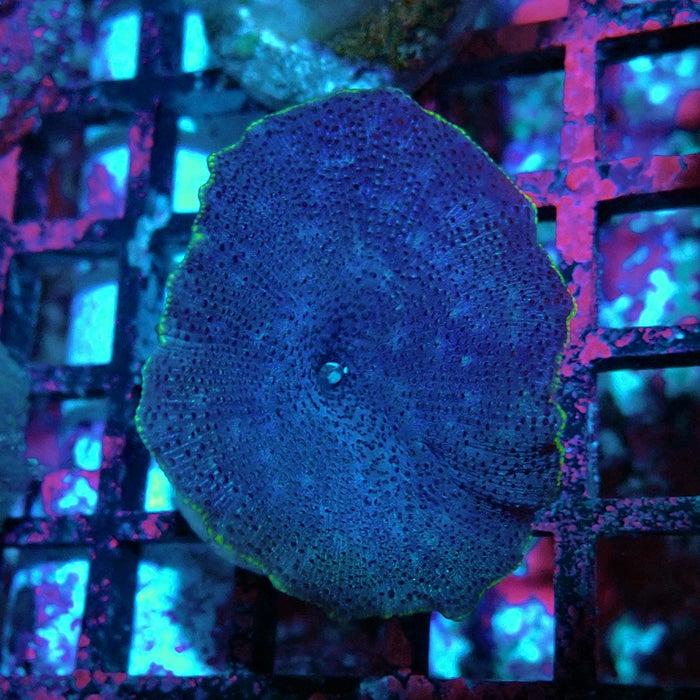 Blue Rhodactis