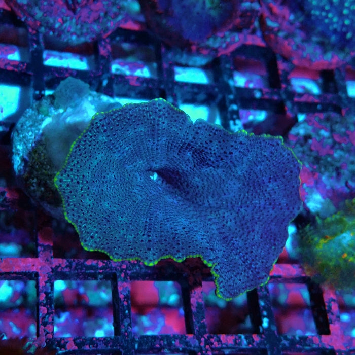 Blue Rhodactis