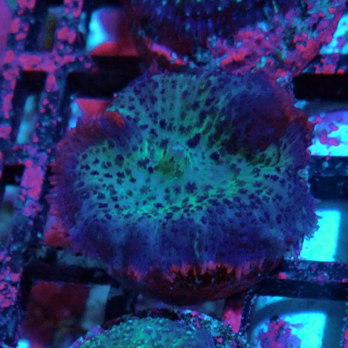 Rhodactis