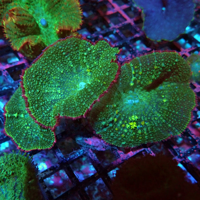 Bubble Rhodactis Colony