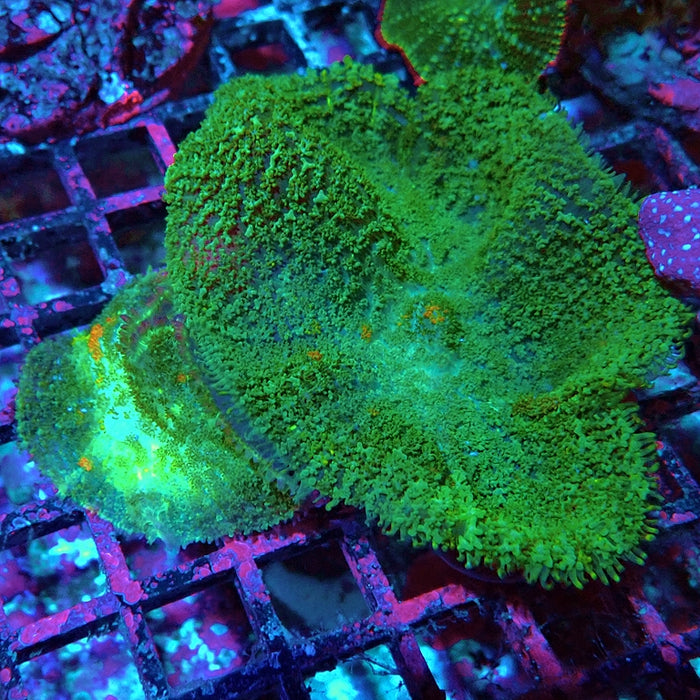 Bubble Rhodactis Colony