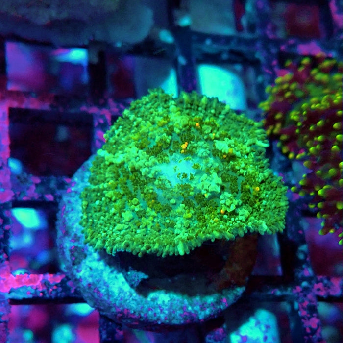 Bubble Rhodactis
