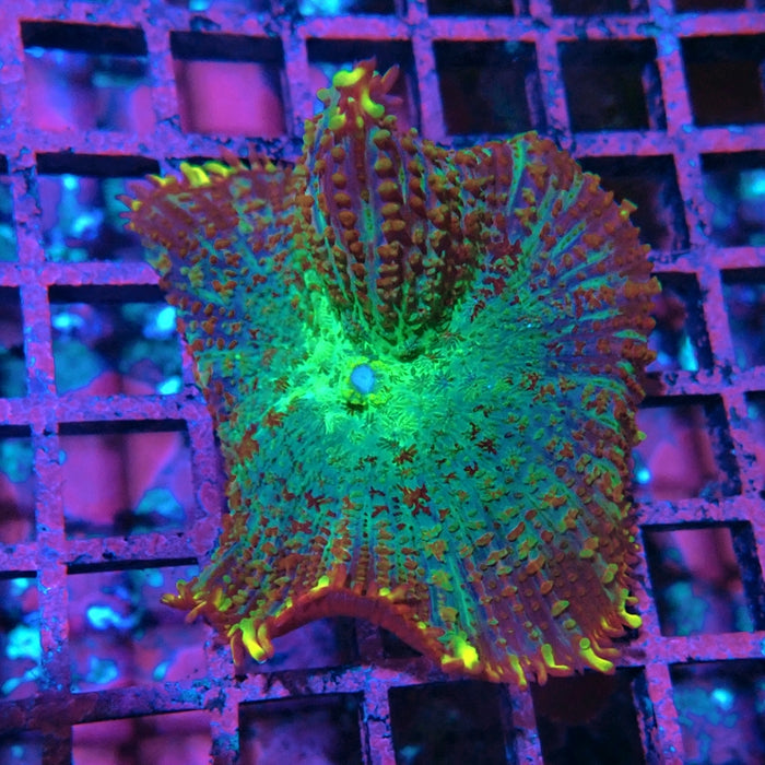 Colorful Rhodactis