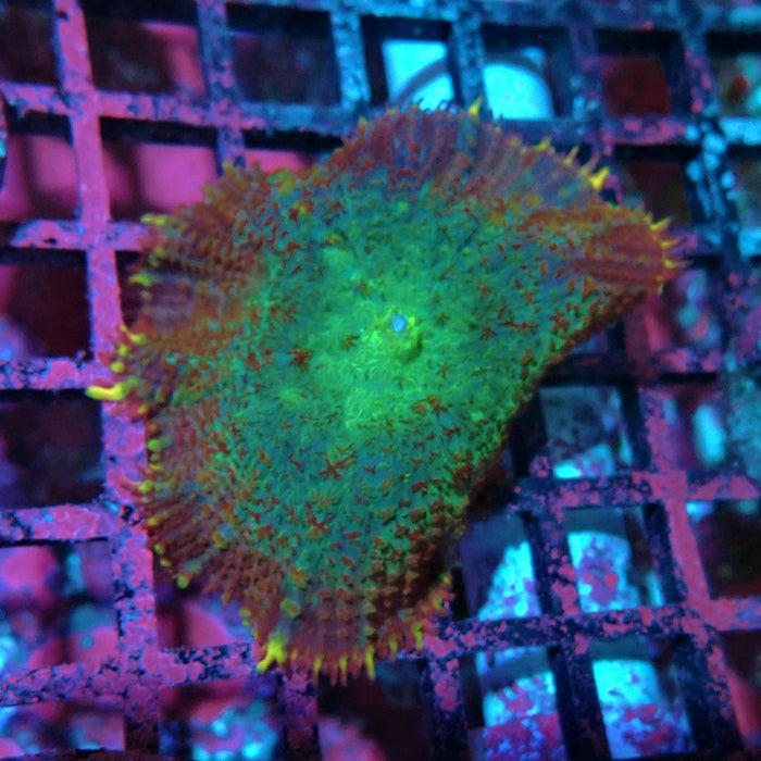 Colorful Rhodactis