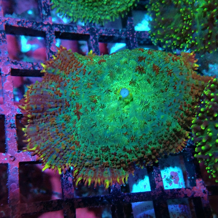 Colorful Rhodactis